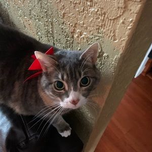 Meet your Posher, Talia